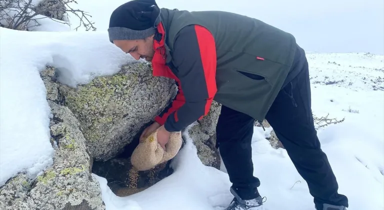 Ağrı Dağı'nın karla kaplı eteklerine yaban hayvanları için buğday bırakıldı