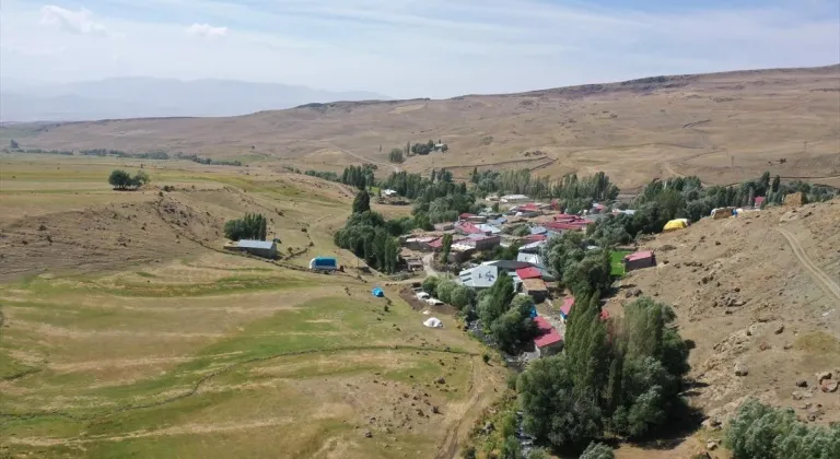 Ağrı'daki dağlarda yetişen kuşburnu kış için toplanıyor