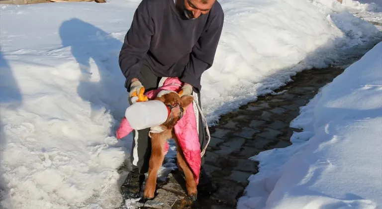 Ardahan'da burun ve dudağı eksik doğan buzağı biberonla besleniyor