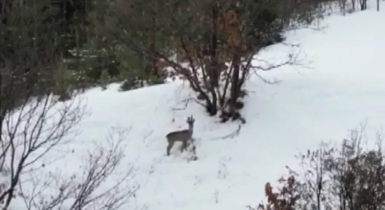 Ardahan'da karla kaplı ormanlık alanda 2 karaca görüntülendi