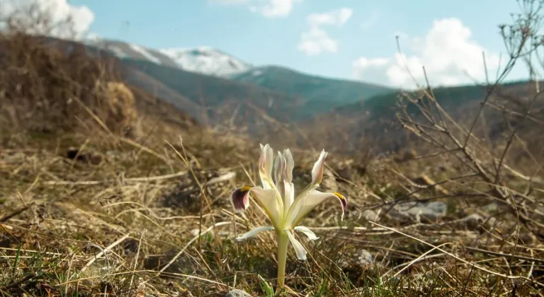 Beydağı'nın eteklerinde nevruz çiçekleri açtı