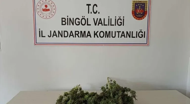 Bingöl'de 1 kilo 930 gram esrar, 180 kök Hint keneviri ele geçirildi