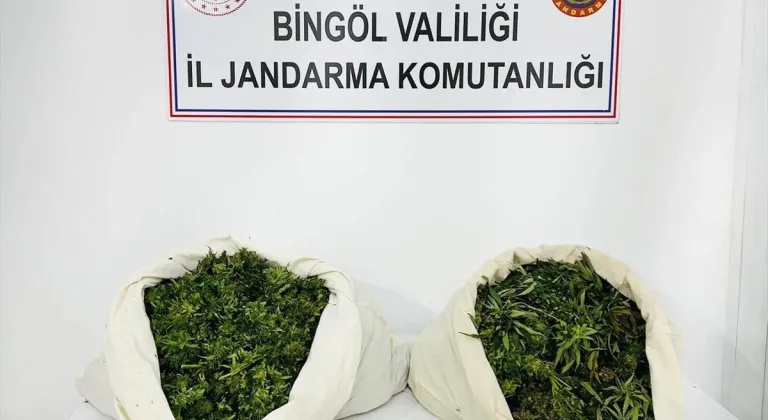 Bingöl'de 3 bin 78 kök kenevir ve 21 kilo 675 gram esrar ele geçirildi