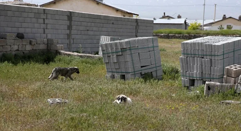 Bitlis'te kuduz nedeniyle ölen çocuğun yakınları sahipsiz köpeklerin toplatılmasını istiyor