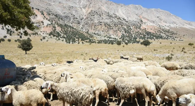 Depremden etkilenen Malatya'da devlet desteğiyle hayvancılık gelişiyor