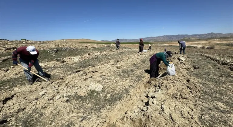 Elazığ'da Amerikan tuz çalısı ile mera ıslah çalışması yapıldı