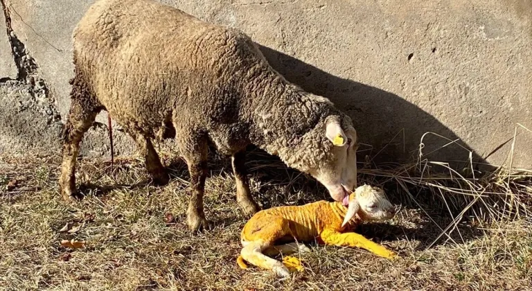 Erzincan'da doğum yapmakta zorlanan koyun İl Tarım ve Orman Müdürlüğünde kurtarıldı