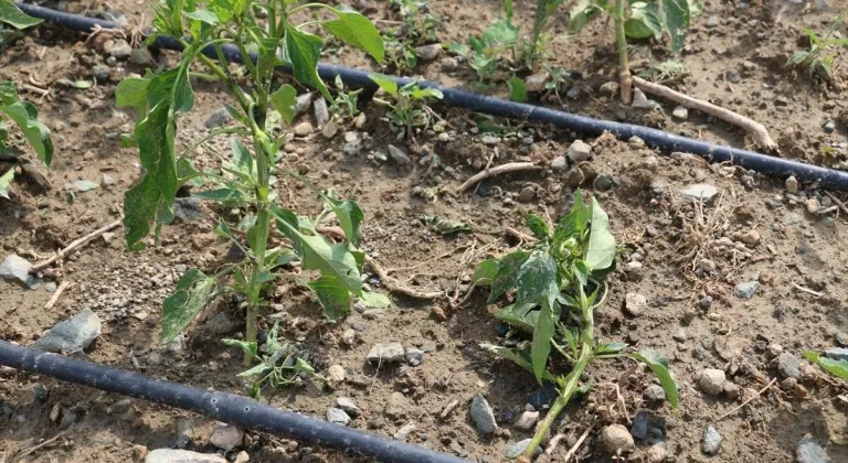 Erzincan’da etkili olan dolu tarım alanlarına zarar verdi