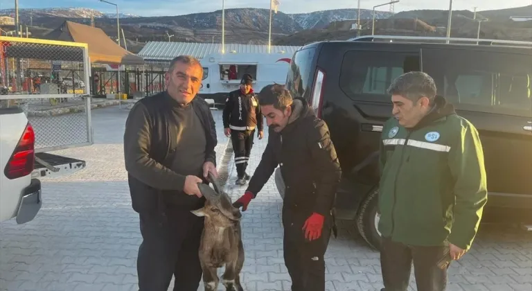 Erzincan'da yaralı bulunan yaban keçisi tedavisinin ardından doğaya bırakılacak