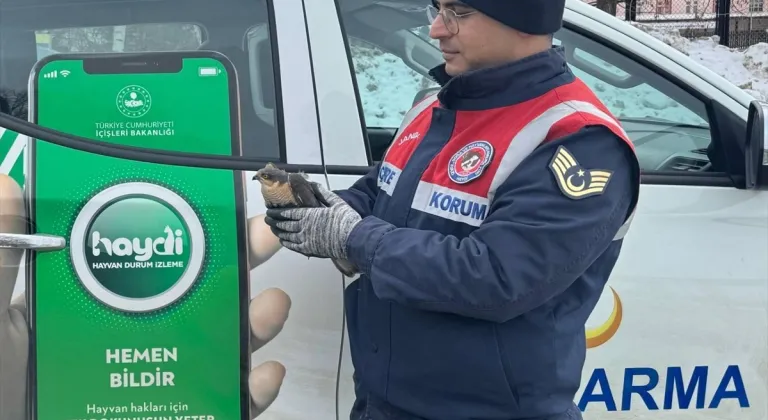 Erzurum'da jandarma tarafından bitkin bulunan atmaca tedaviye alındı