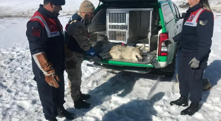 Erzurum'da jandarmanın yaralı bulduğu kurt tedaviye alındı