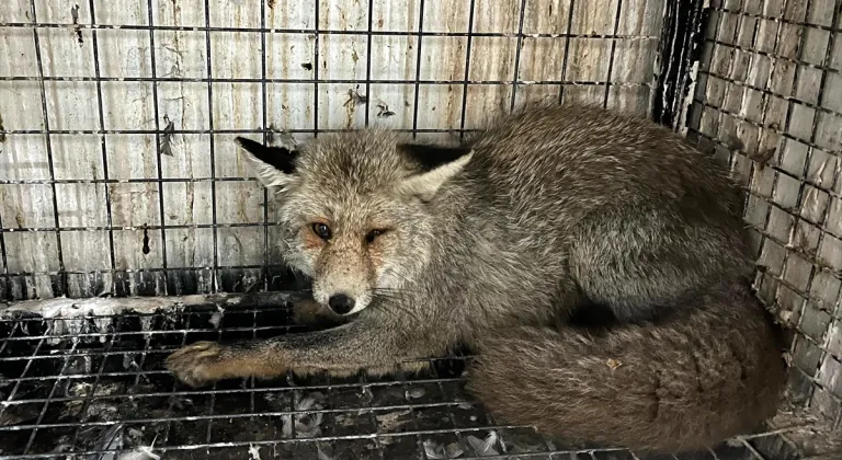 Erzurum'da otomobilin çarptığı tilki, tedavisinin ardından doğaya bırakıldı