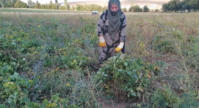 Erzurum'un tescilli Hınıs fasulyesinin hasadına başlandı