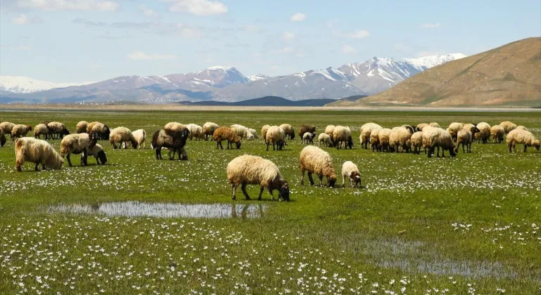 Hakkari'de besiciler hayvanlarını yeşeren meralara çıkarmaya başladı