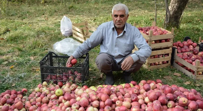 Hakkari'de elma hasadı başladı