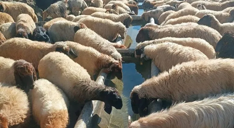 Hakkari'de hayata geçirilen projelerle tarımsal üretim artırılıyor