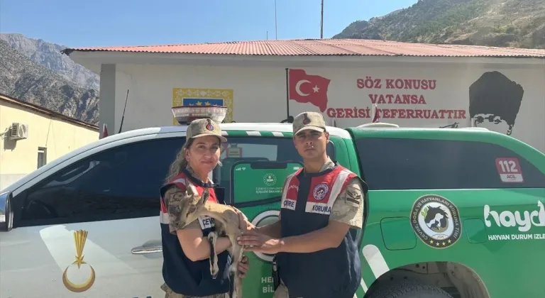 Hakkari'de jandarmanın yaralı halde bulduğu dağ keçisi yavrusu tedaviye alındı