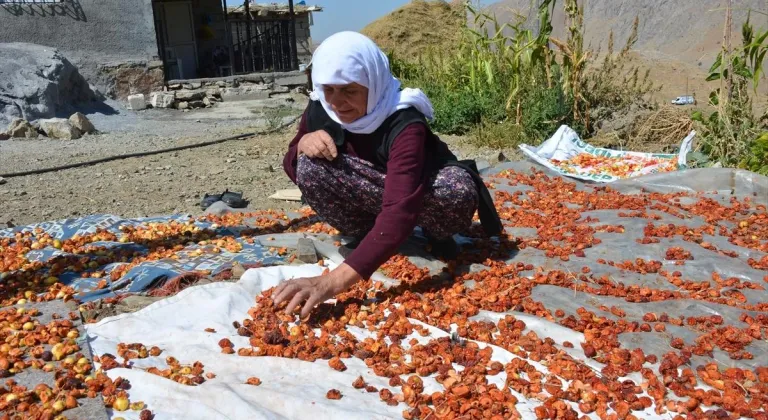 Hakkari'de üreticilerin kurutmalık mesaisi başladı