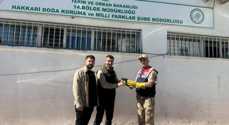 Hakkari'de yaralı doğan yavrusu tedaviye alındı