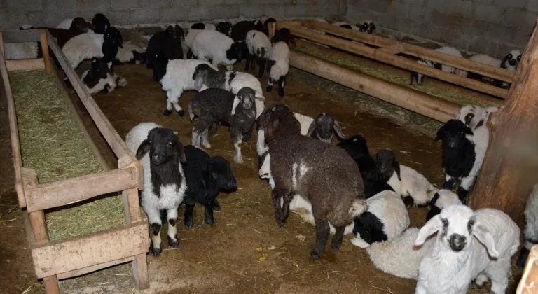 Hakkari'deki besiciler, yeni doğan kuzulara özenle bakıyor