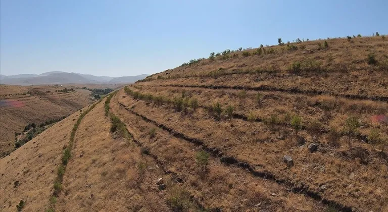 Iğdır'ın "badem ormanı" erozyonu önledi, köylüye ek gelir sağladı