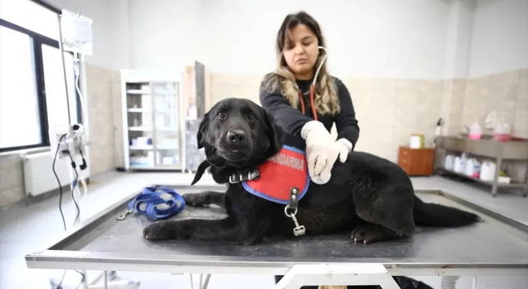 Jandarmanın dedektör köpeklerinin sağlık kontrolleri ve tedavisi uzman ellerde yapılıyor