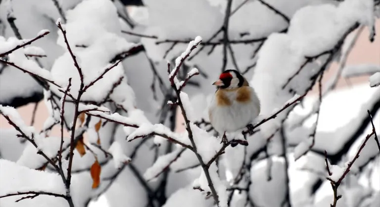 Karla kaplanan Ardahan, Erzurum ve Kars'ta soğuk hava hakim