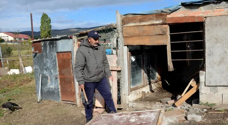 Kars'ın Sarıkamış ilçesine bozayılar indi