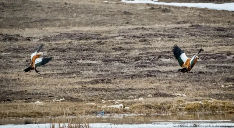 Kars'ta angıtlar buz tutmayan sulak alanlarda beslendi