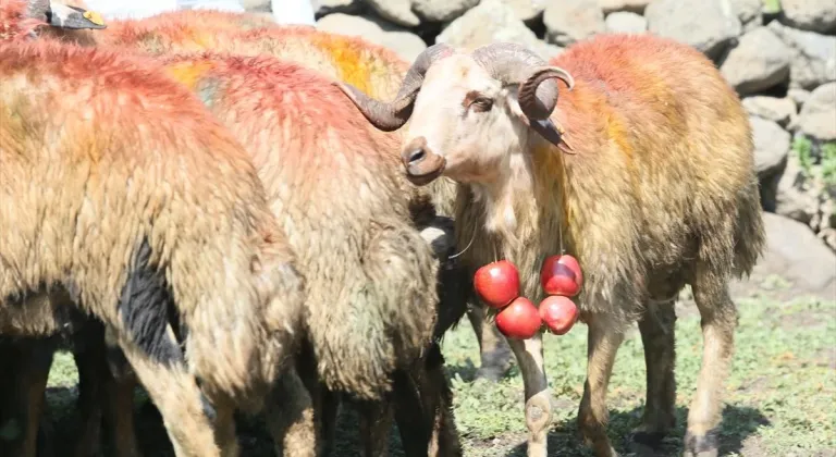 Kars'ta asırlık "koç katım" geleneği renkli görüntülerle yaşatılıyor