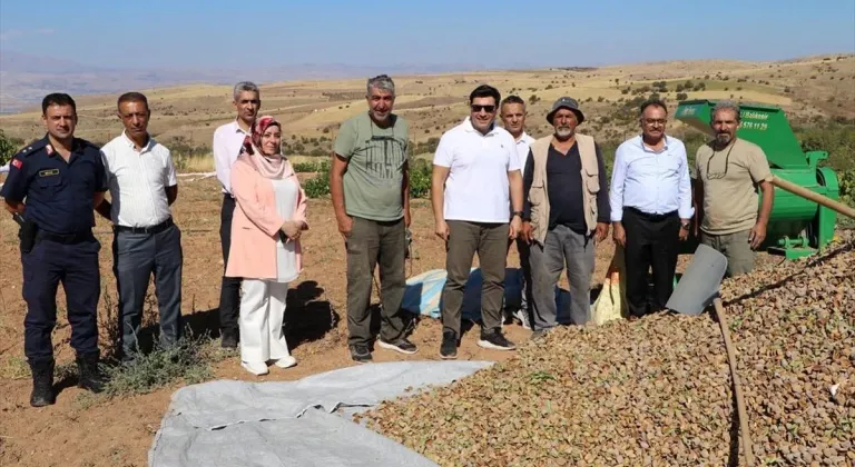 Keban Kaymakamı Atalık, badem hasadına katıldı