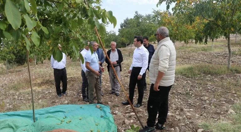 Keban Kaymakamı Atalık, ceviz hasadına katıldı