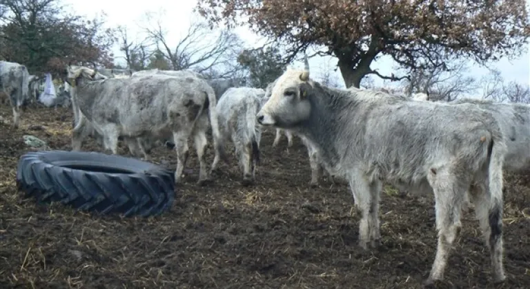 Keşan'da canlı hayvan pazarı kapatıldı