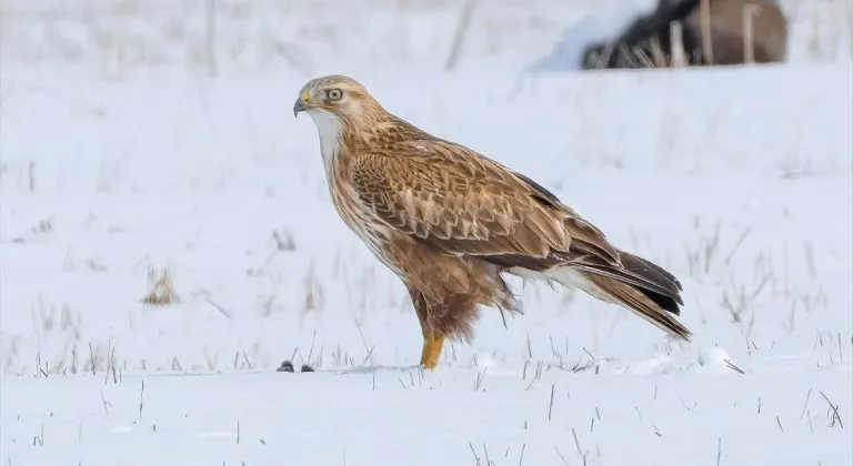 Koruma altındaki kızıl şahin Kars'ta avlanırken görüntülendi