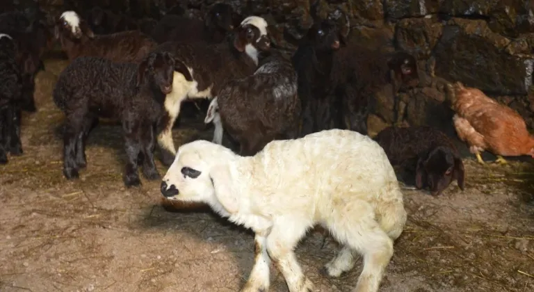 Kuzu doğumları kışın zorlu geçtiği Erzurum kırsalındaki besicileri sevindirdi