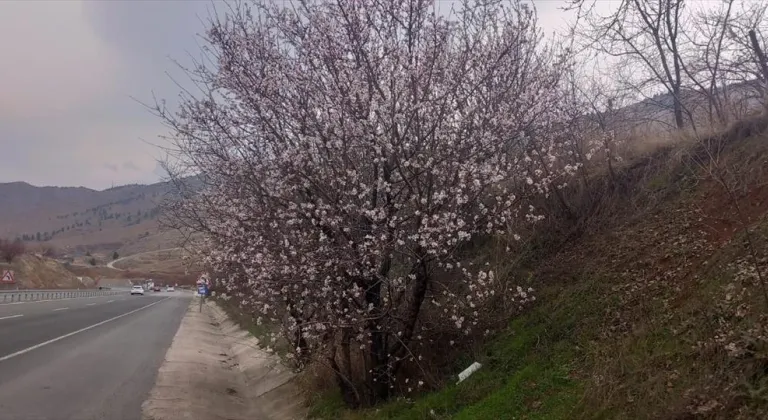 Malatya'da badem ağaçları çiçek açtı