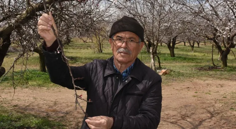 Malatya'da çiçek açan kayısı ağaçlarına zirai don uyarısı