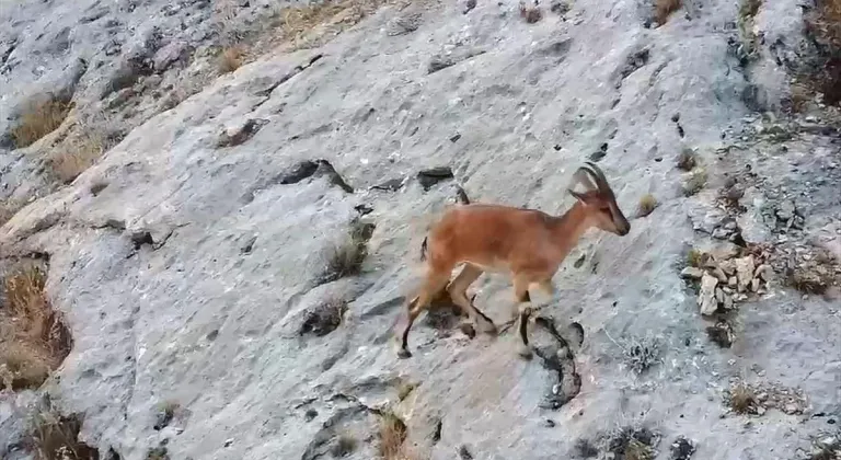 Malatya'da dağ keçileri dronla görüntülendi