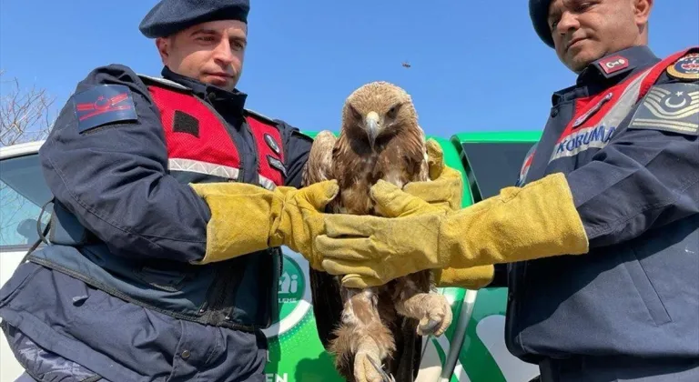 Malatya'da jandarmanın bulduğu yaralı kartal tedavi altına alındı