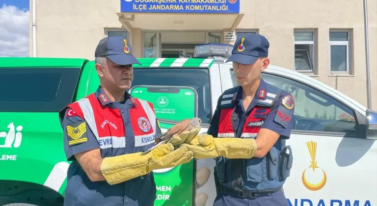 Malatya'da yaralı bulunan atmaca tedaviye alındı