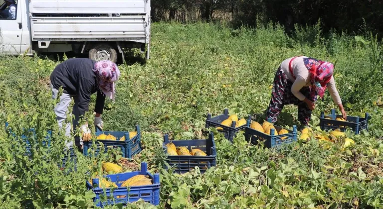 Munzur Dağı eteklerinde kavun, karpuz yetiştiriciliği artıyor