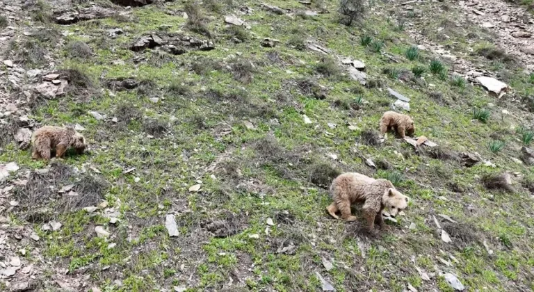 Munzur Vadisi'nde kış uykusundan uyanan bozayı ve yavruları dronla görüntülendi