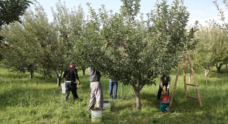 Muş'ta elma hasadından 25 milyon lira gelir beklentisi