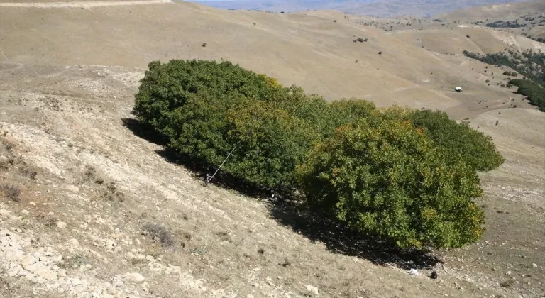 Muş'ta geleneksel yöntemlerle ceviz hasadı başladı