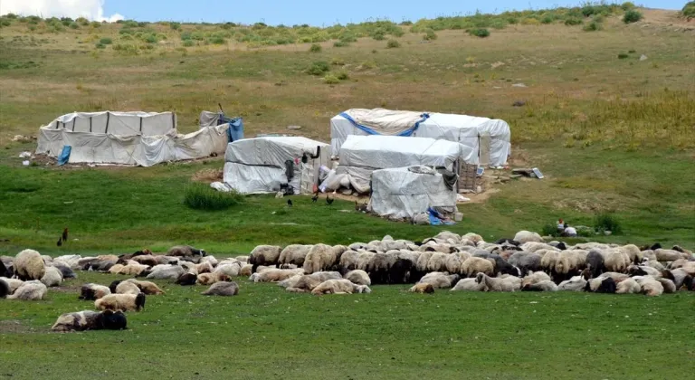 Muş'ta göçerlerin yayla mesaisi sürüyor