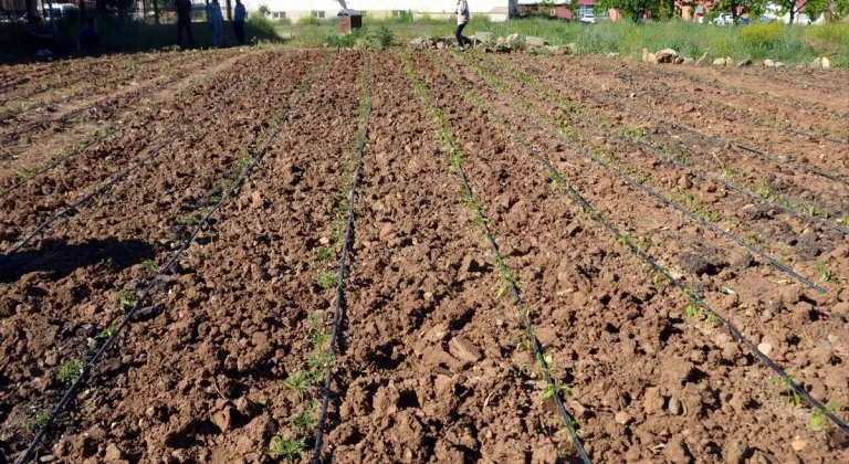 Muş'ta öğretmen ve öğrenciler, bostana dönüştürdükleri alana sebze ve meyve tohumları ekti