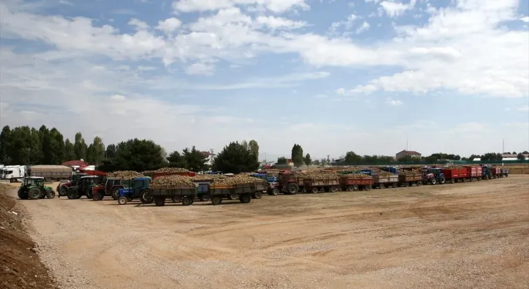 Muş'ta şeker pancarı alım kampanyası başladı