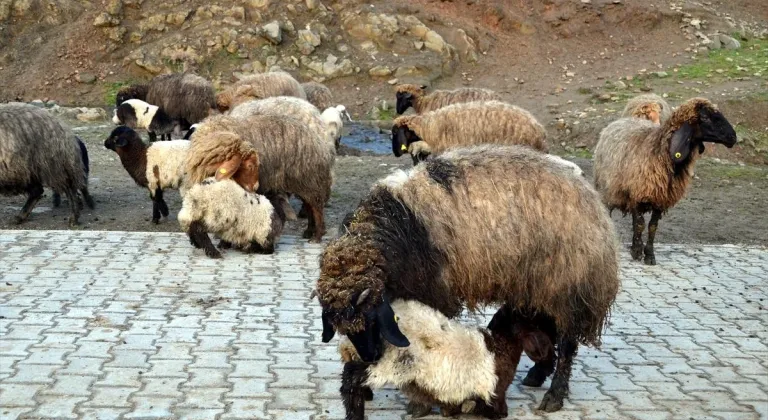 Muş'ta yeni doğan kuzular günde iki kez anneleriyle buluşturuluyor