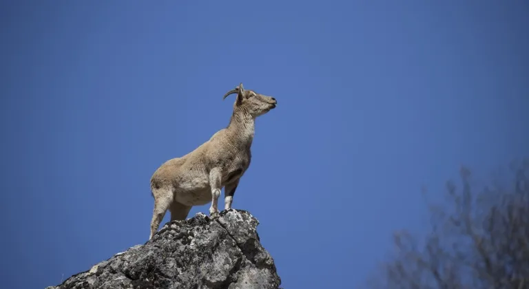 Tunceli dağlarındaki yaban keçileri fotoğrafçıların ilgisini çekiyor