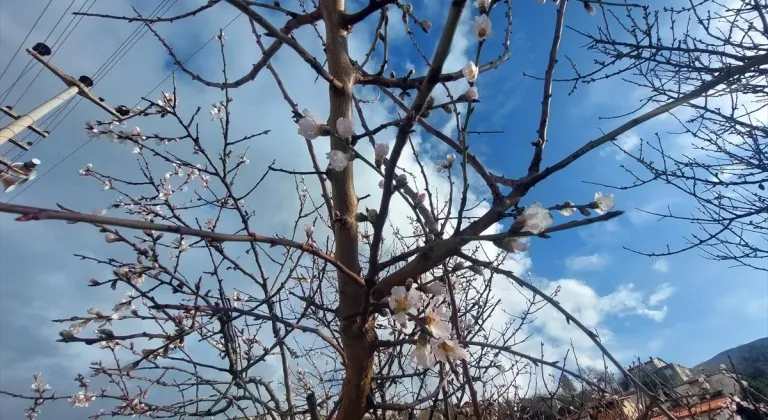 Tunceli’de badem ağaçları vaktinden önce çiçek açtı